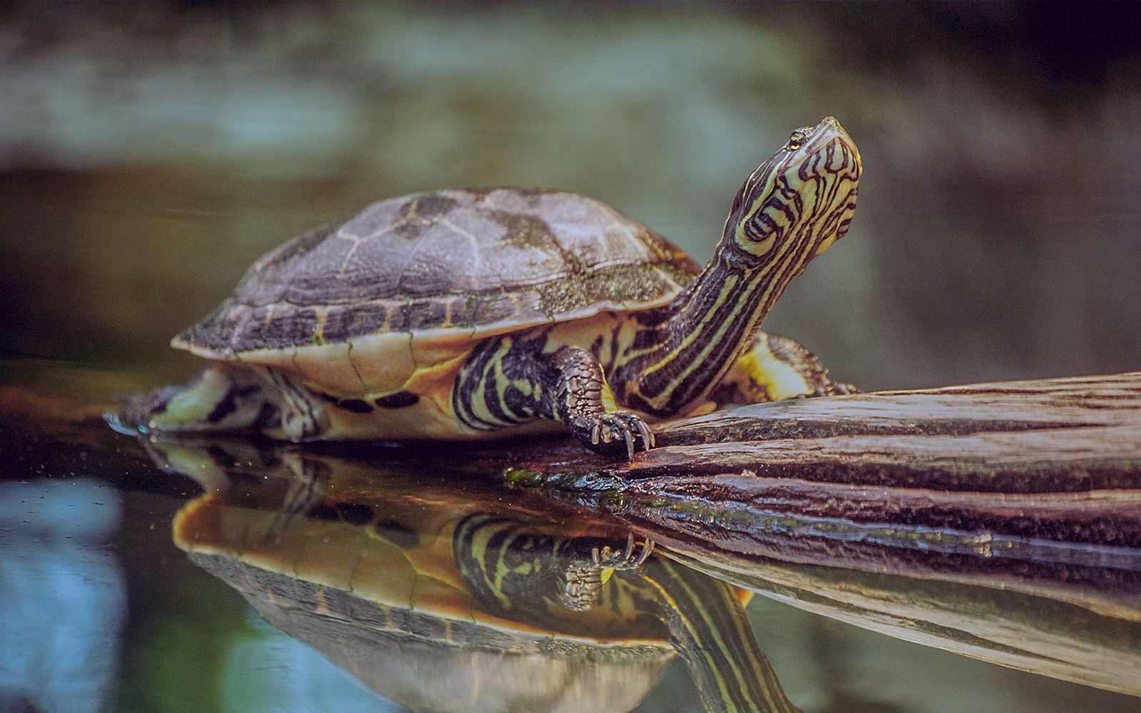 Kyoto Aquarium Tickets - The Beauty of Nature