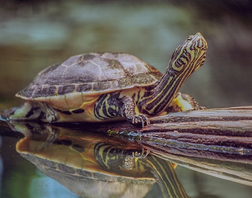 Yellow pond turtle resting on a log in a calm water setting.