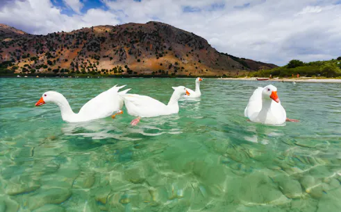 Geese swimming in Lake Kournas with mountains in the background, Crete.