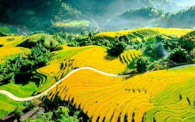 Terraced rice fields in Y Linh Ho, Sa Pa, Vietnam, with lush greenery and winding paths.