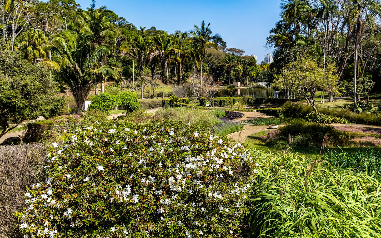 Lush greenery and blooming flowers at Jardim Botânico, Sao Paulo.