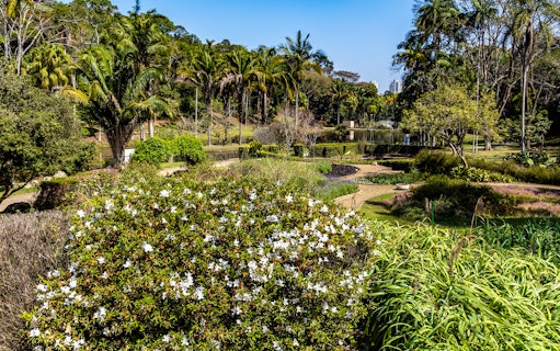 Lush greenery and blooming flowers at Jardim Botânico, Sao Paulo.
