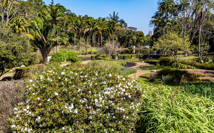 Lush greenery and blooming flowers at Jardim Botânico, Sao Paulo.