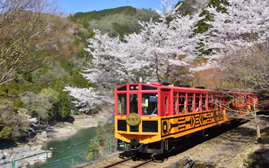 Sagano Romantic Train passing cherry blossoms and river in scenic landscape.