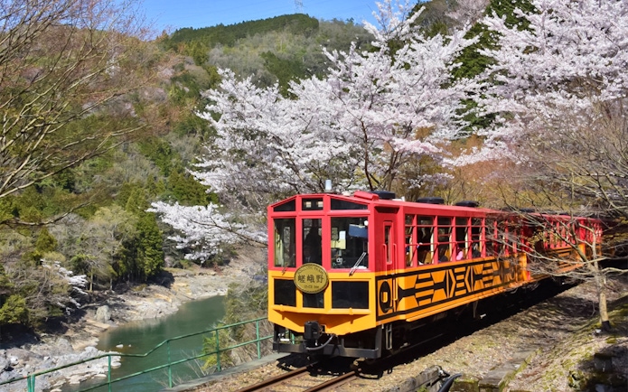 Sagano Romantic Train passing cherry blossoms and river in scenic landscape.