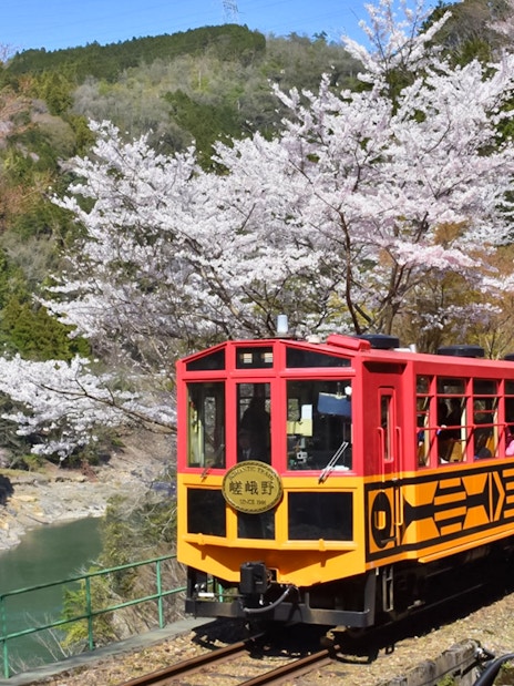 Sagano Romantic Train passing cherry blossoms and river in scenic landscape.