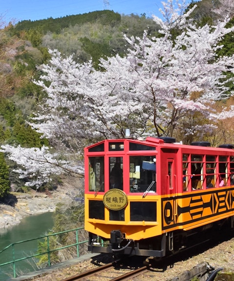 Sagano Romantic Train passing cherry blossoms and river in scenic landscape.