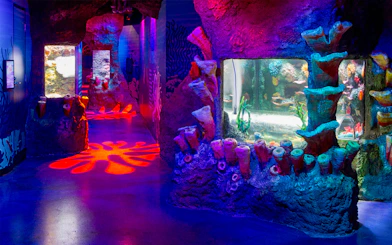 Coral caves exhibit at Sea Life Melbourne featuring vibrant marine life.