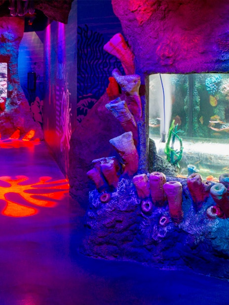 Coral caves exhibit at Sea Life Melbourne featuring vibrant marine life.