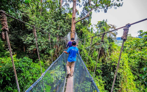 Visitors crossing a canopy walkway in the rainforest during Mount Kinabalu 4-in-1 Guided Day Tour.