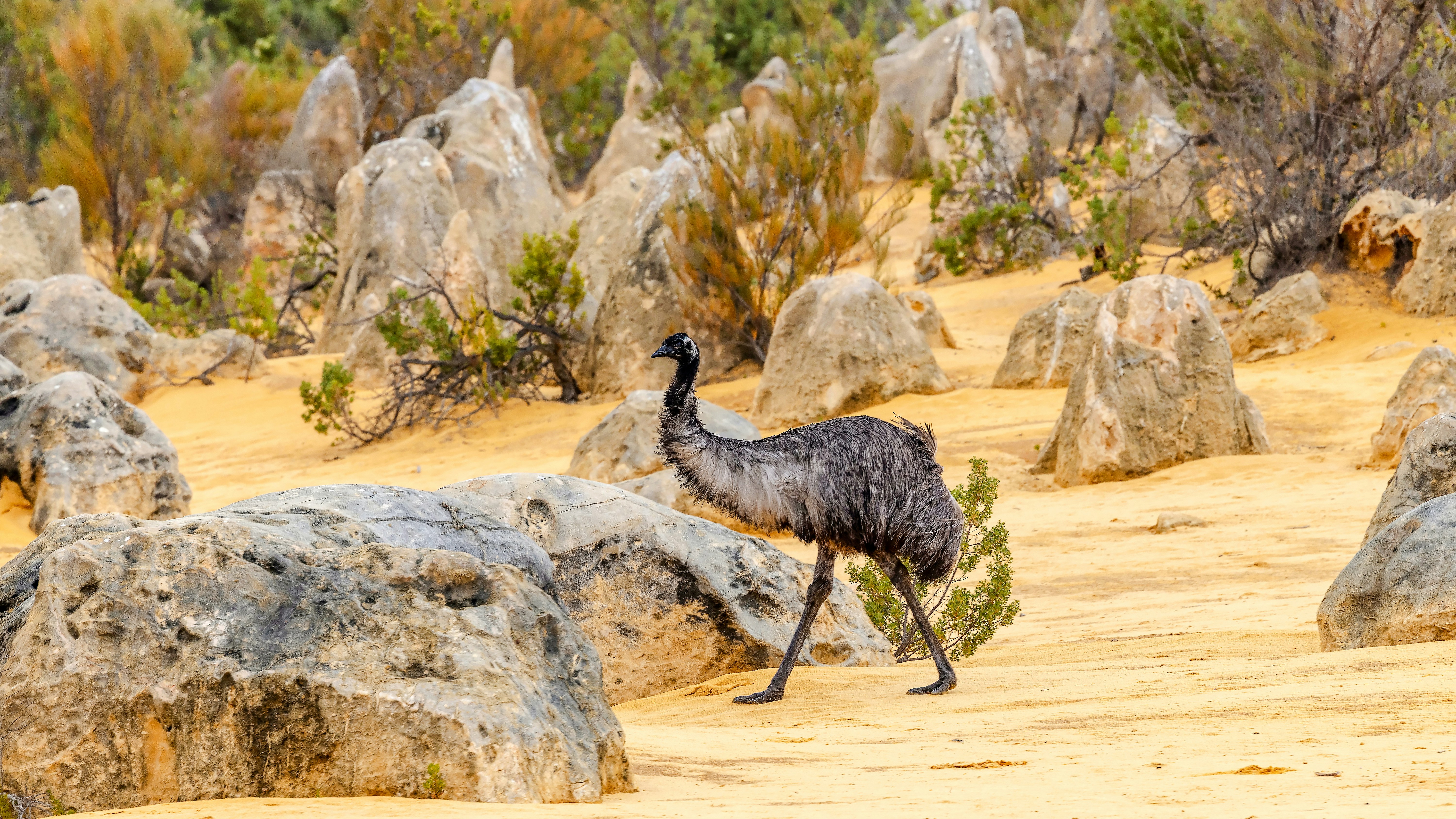 Emu walking among limestone formations in Pinnacles Desert, Nambung National Park, Western Australia.