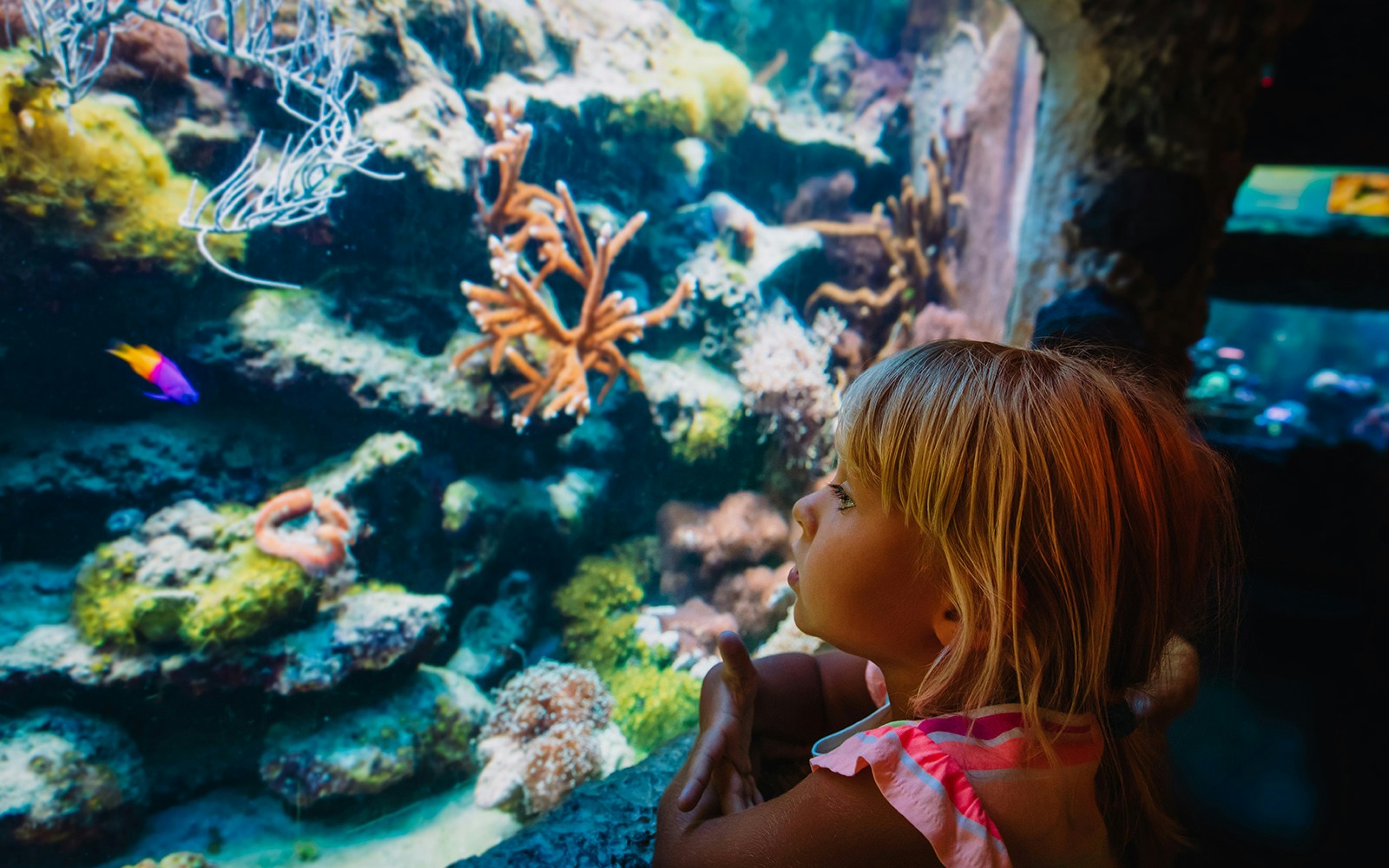 Colorful coral reef with diverse marine life