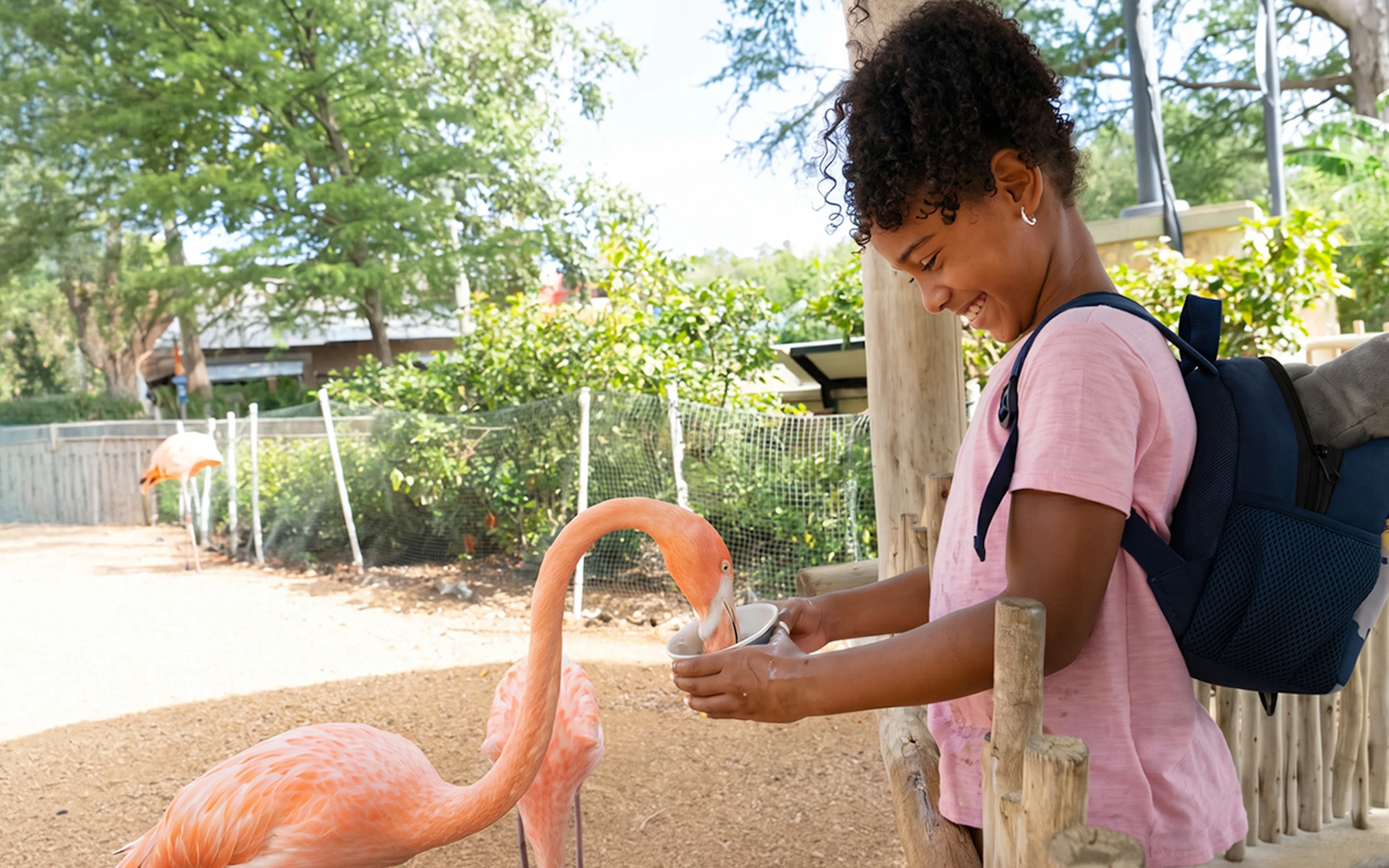Caribbean flamingo at San Antonio zoo