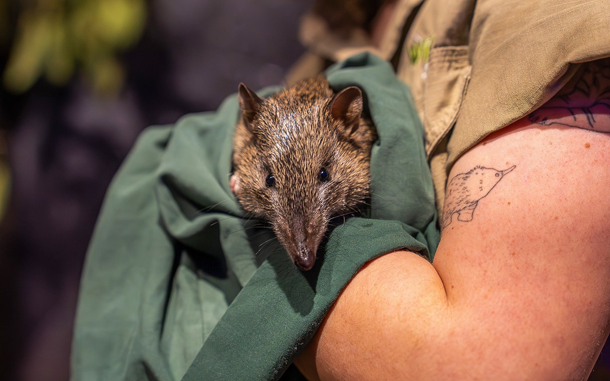 Bandicoot held by caretaker at Wildlife Sydney Zoo.