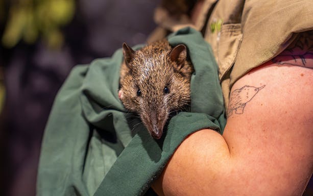 Bandicoot held by caretaker at Wildlife Sydney Zoo.