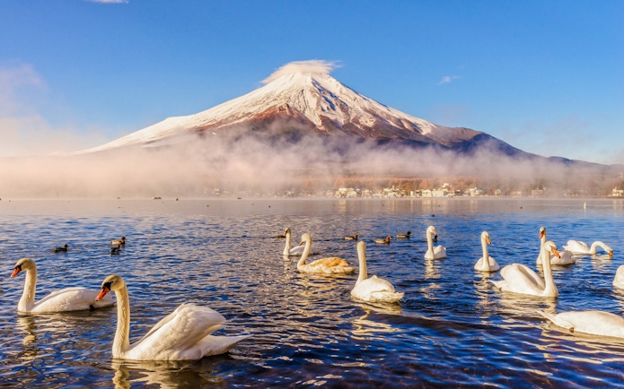 Swans swimming on Lake Yamanaka with Mount Fuji in the background, Japan.