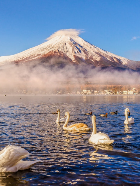 Swans swimming on Lake Yamanaka with Mount Fuji in the background, Japan.