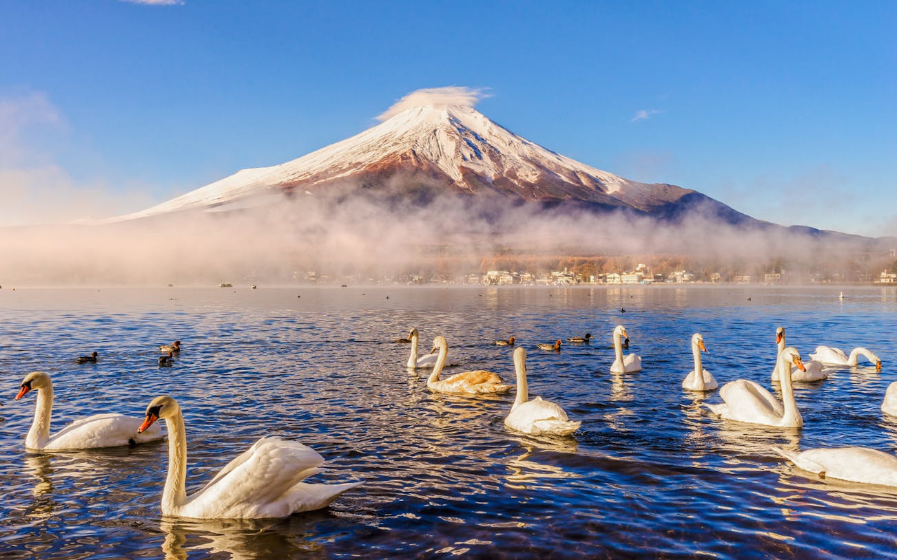 Swans swimming on Lake Yamanaka with Mount Fuji in the background, Japan.
