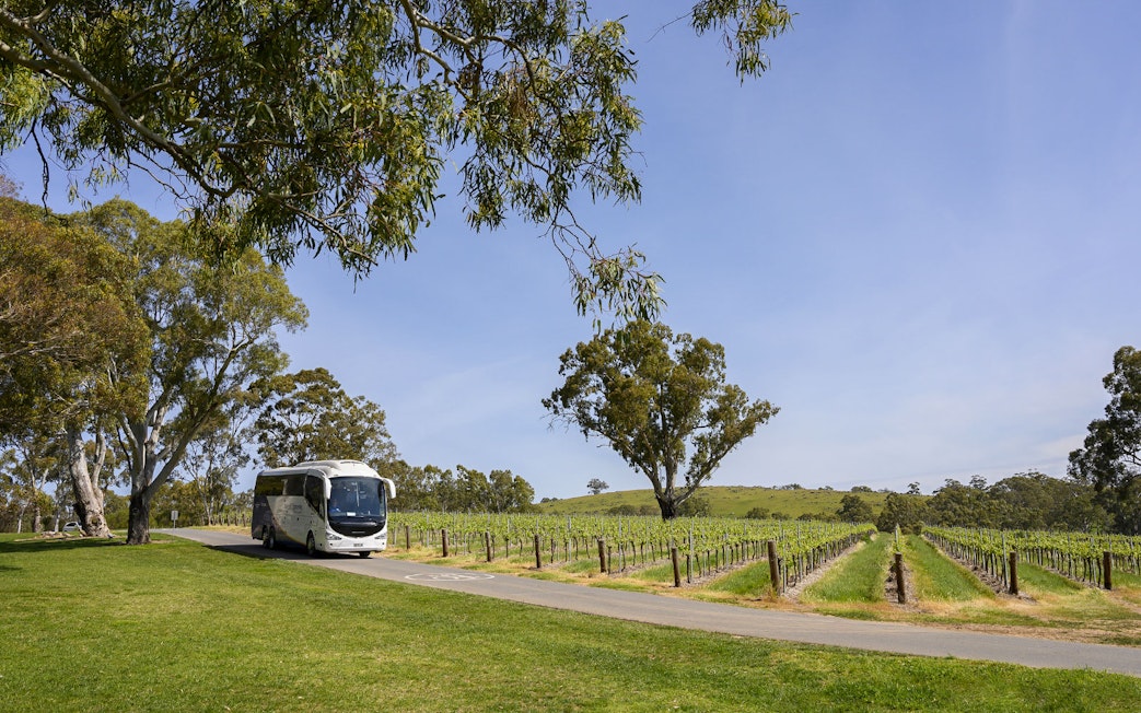 Tour bus driving through vineyards along the Murray River, Australia.