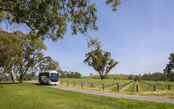 Tour bus driving through vineyards along the Murray River, Australia.