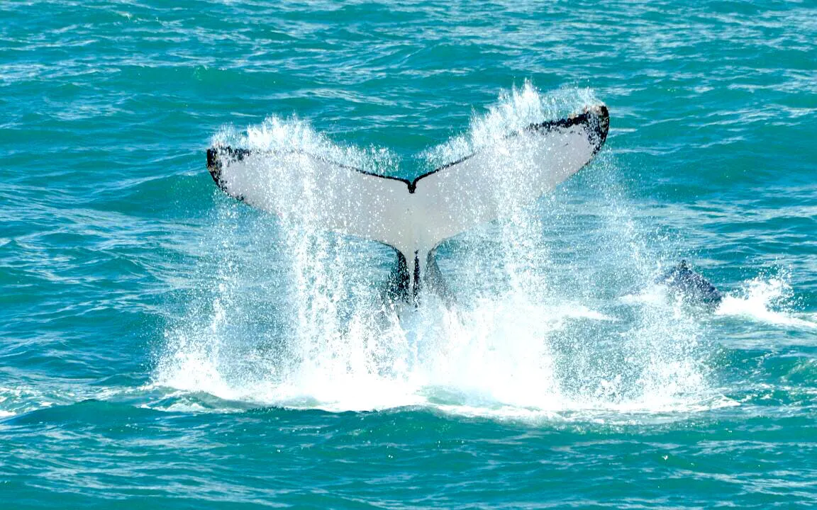 Whale tail splashing in Marino Ballena National Park during a boat tour.