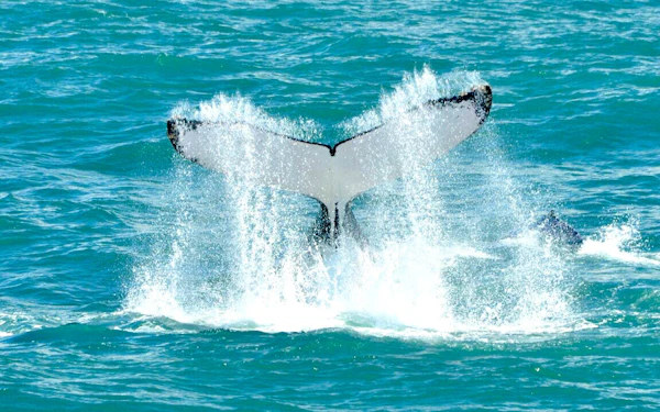 Marino Ballena National Park Whale Watching Boat Tour with Naturalist Guide and Snorkeling Equipment