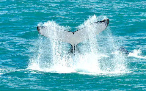 Whale tail splashing in Marino Ballena National Park during a boat tour.