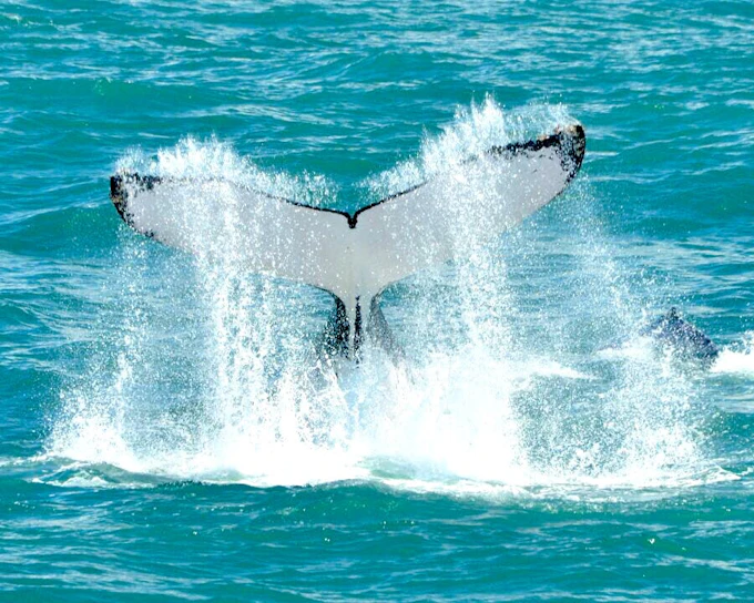 Marino Ballena National Park Whale Watching Boat Tour with Naturalist Guide and Snorkeling Equipment (Product 53568)