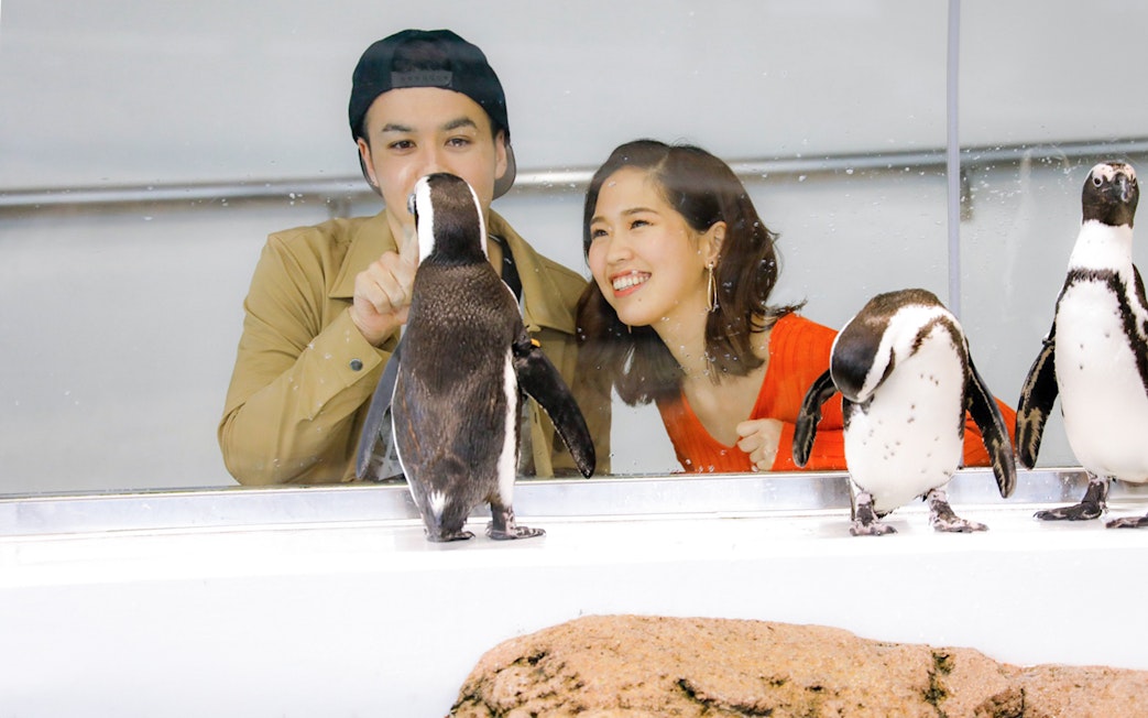 Visitors observing penguins at Kyoto Aquarium.
