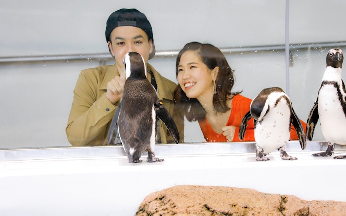 Visitors observing penguins at Kyoto Aquarium.