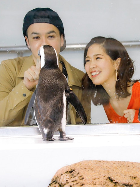 Visitors observing penguins at Kyoto Aquarium.