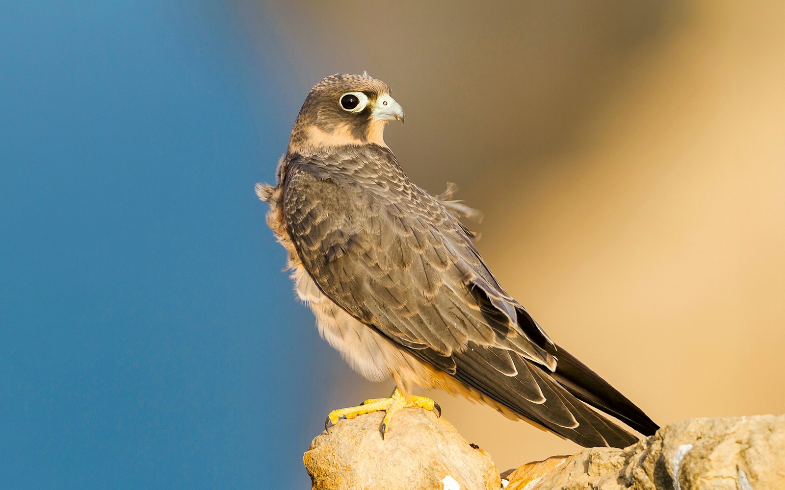 Sooty Falcon perched on a rock against a blurred background.