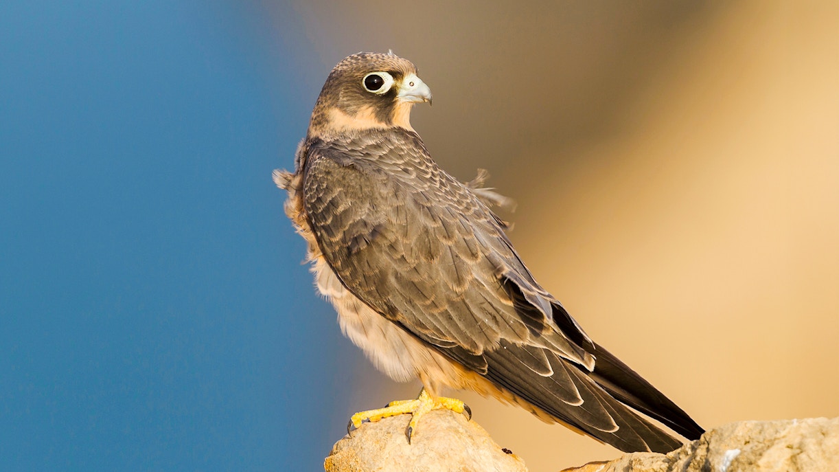Sooty Falcon perched on a rock against a blurred background.
