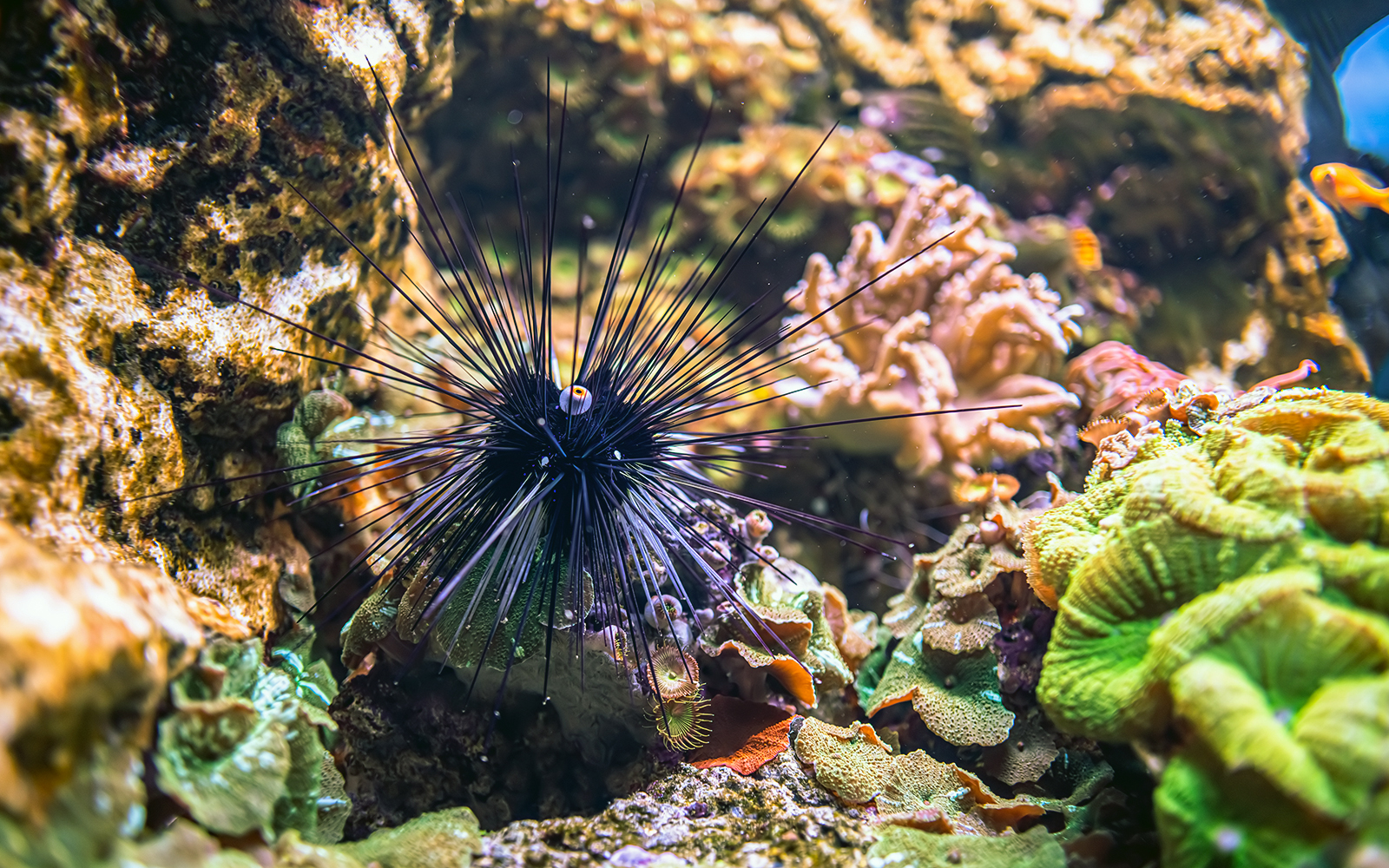 Long-Spined Sea Urchin in coral reef habitat, showcasing marine biodiversity.