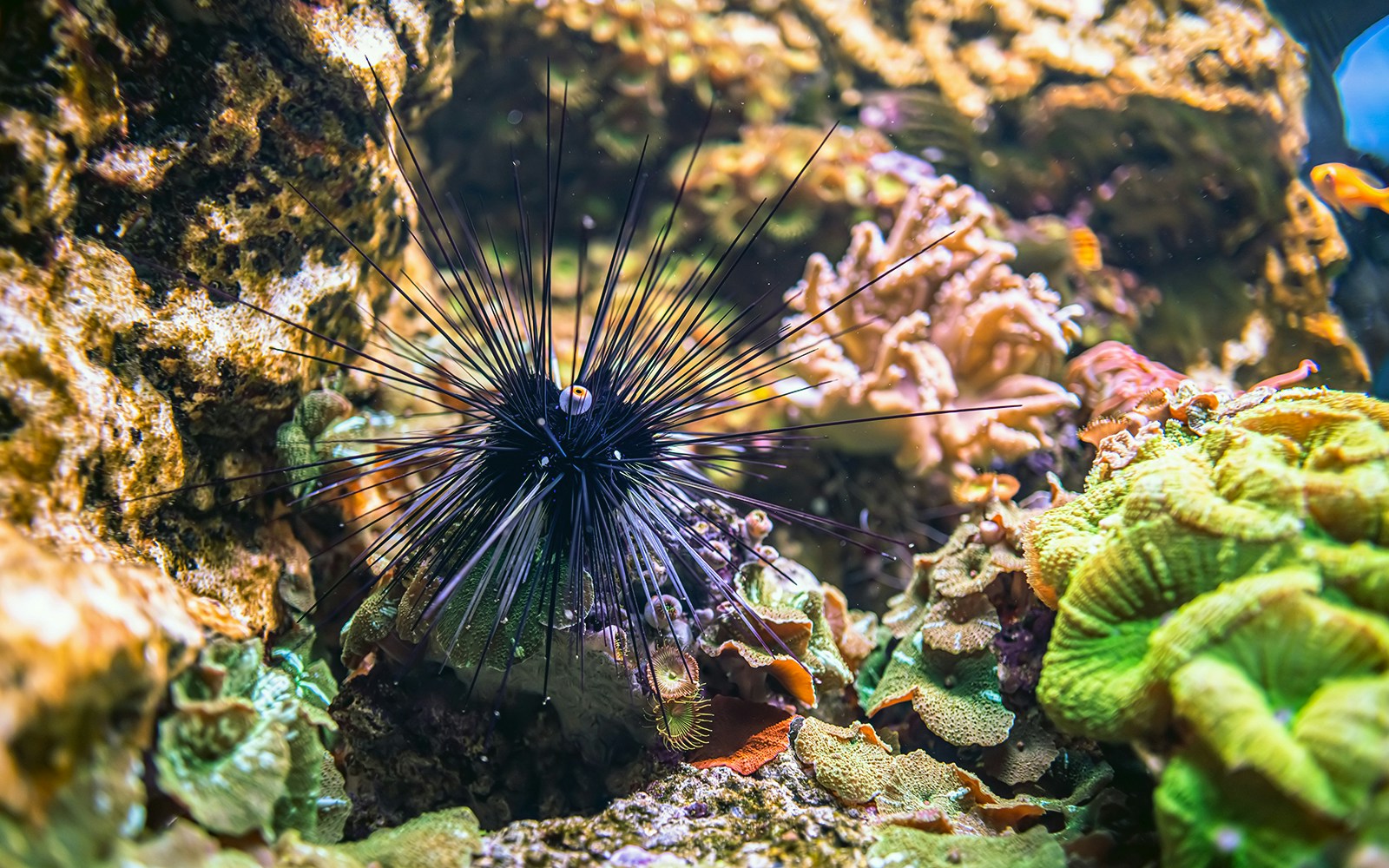 Long-Spined Sea Urchin underwater