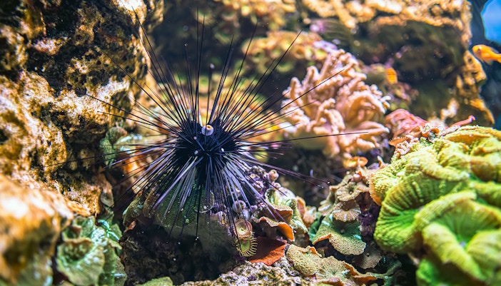 Long-Spined Sea Urchin in coral reef habitat, showcasing marine biodiversity.