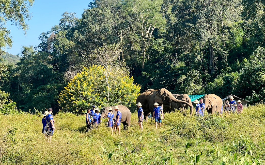 Visitors walking with elephants in a green field, Chiang Mai.