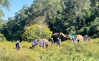 Visitors walking with elephants in a green field, Chiang Mai.