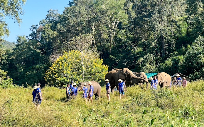 Visitors walking with elephants in a green field, Chiang Mai.