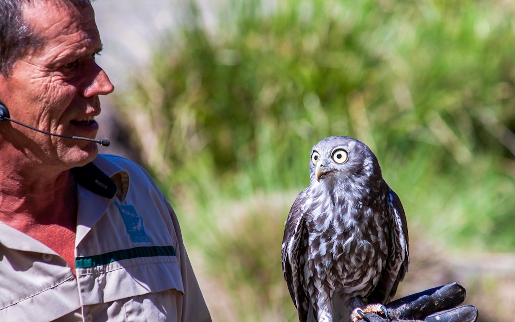 Tour guide holding an owl at Healesville Sanctuary during Puffing Billy and Healesville Sanctuary tour.