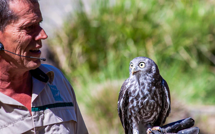 Tour guide holding an owl at Healesville Sanctuary during Puffing Billy and Healesville Sanctuary tour.