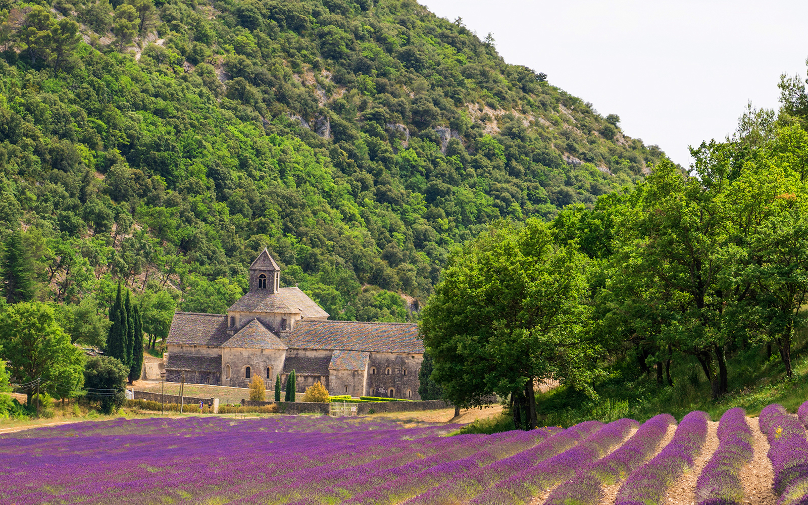 Lavender fields in bloom with a historic stone abbey in Provence, France.