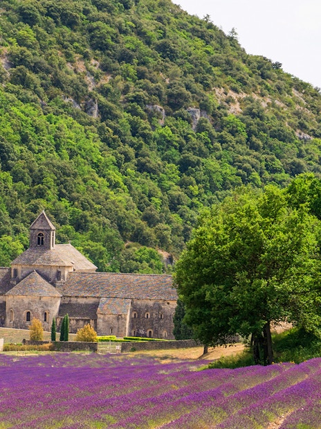 Lavender fields in bloom with a historic stone abbey in Provence, France.