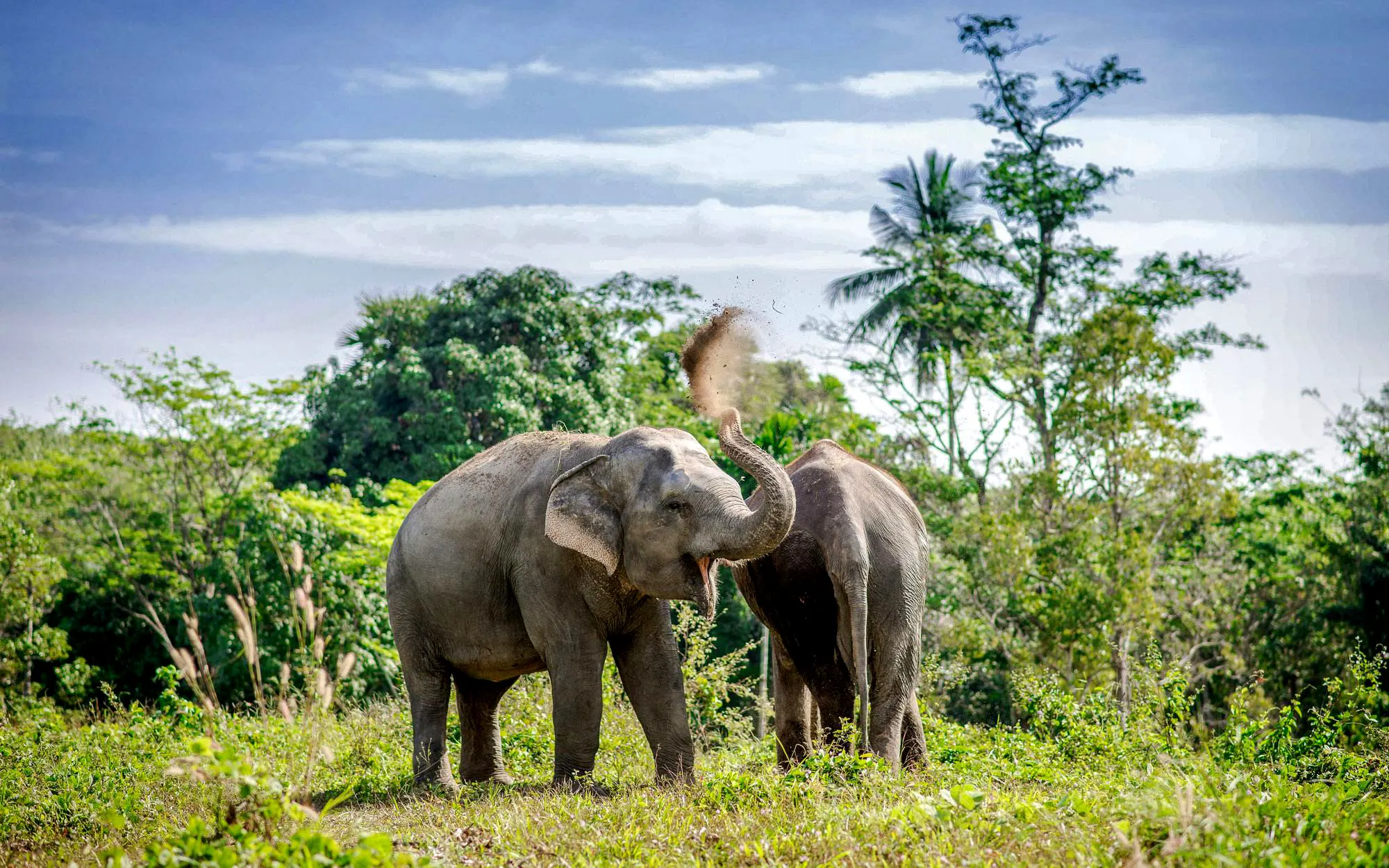Elephants dust bathing at Phuket Elephant Sanctuary, Thailand.