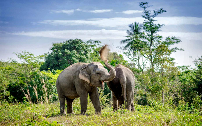 Elephants dust bathing at Phuket Elephant Sanctuary, Thailand.