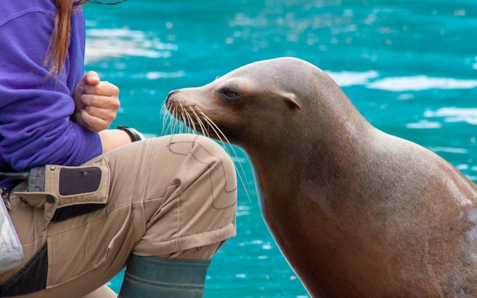 Sea lion interacting with trainer by the water.