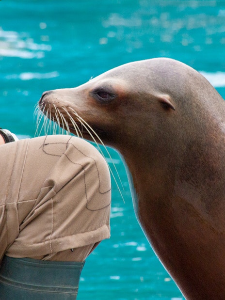 Sea lion interacting with trainer by the water.
