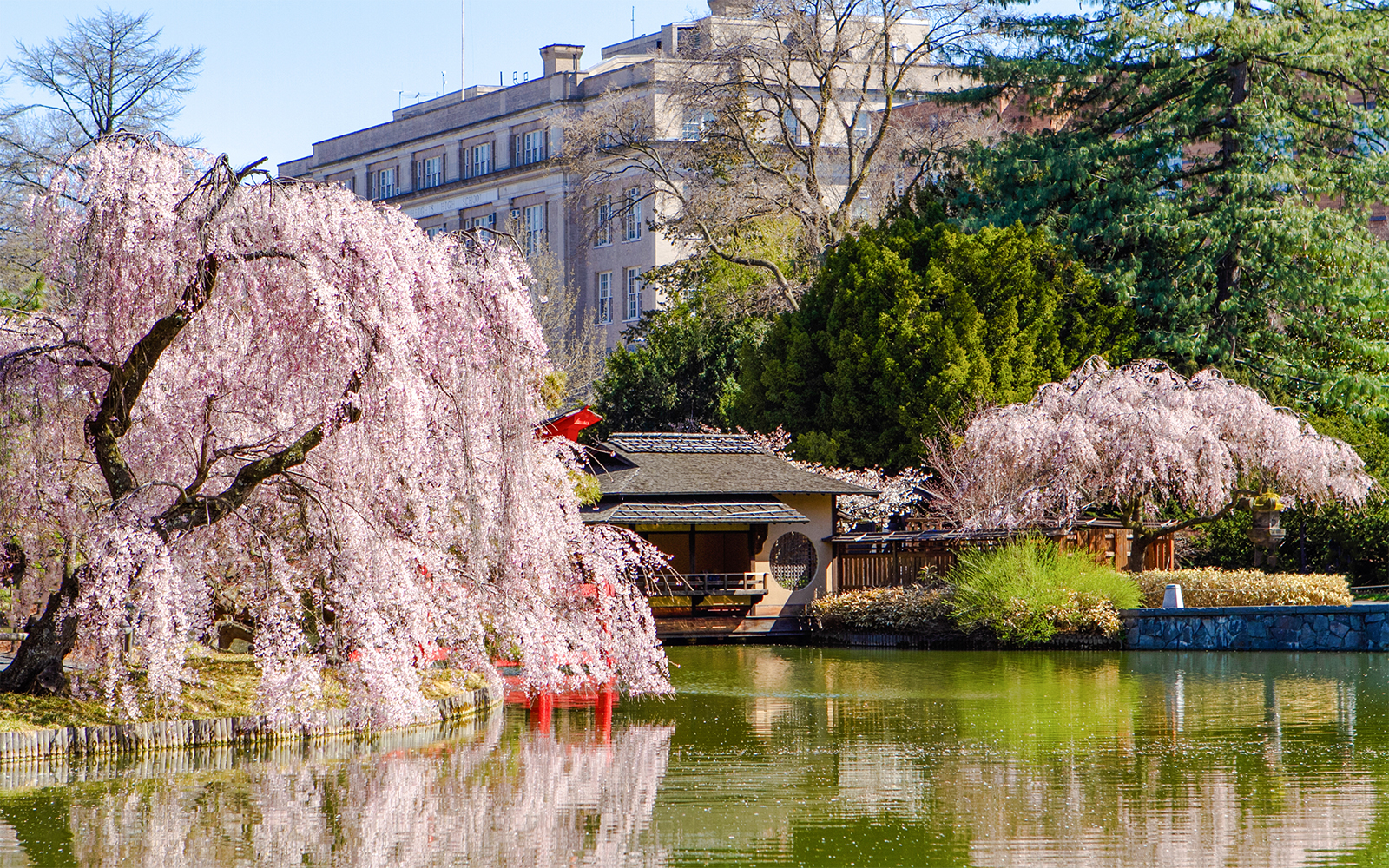 Brooklyn Botanic Garden in New York in April