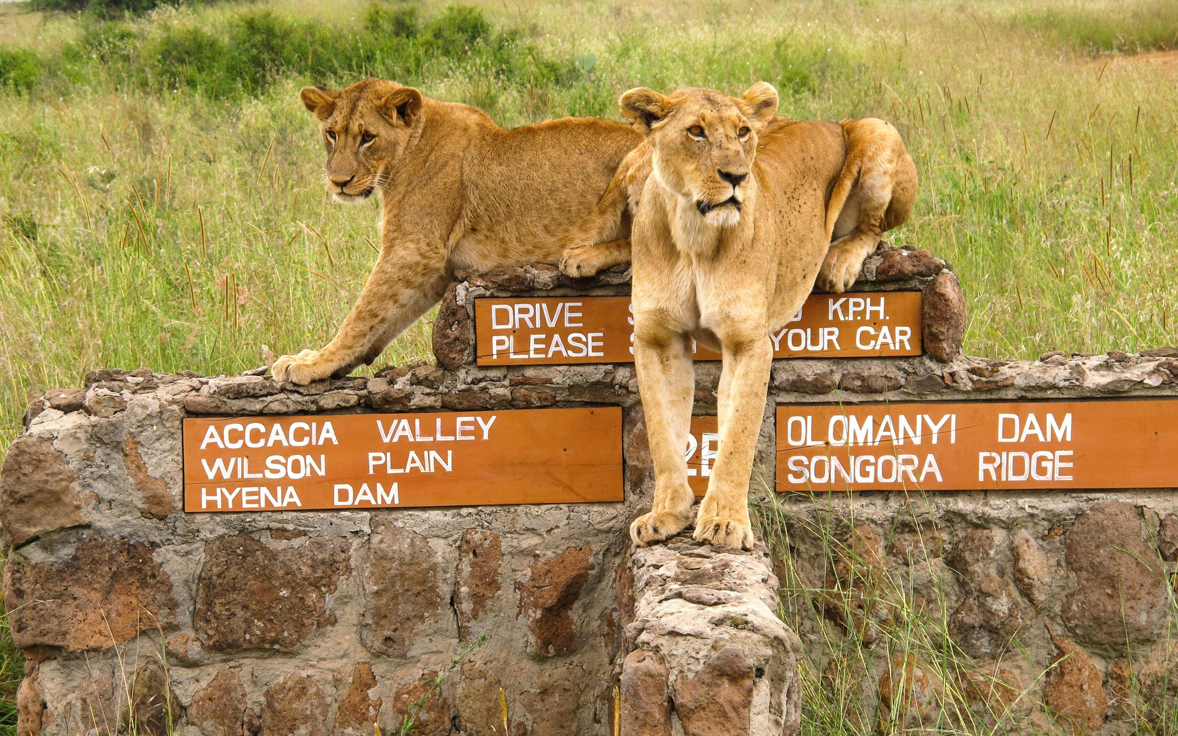 Lions resting on a road sign in Nairobi National Park, Kenya.