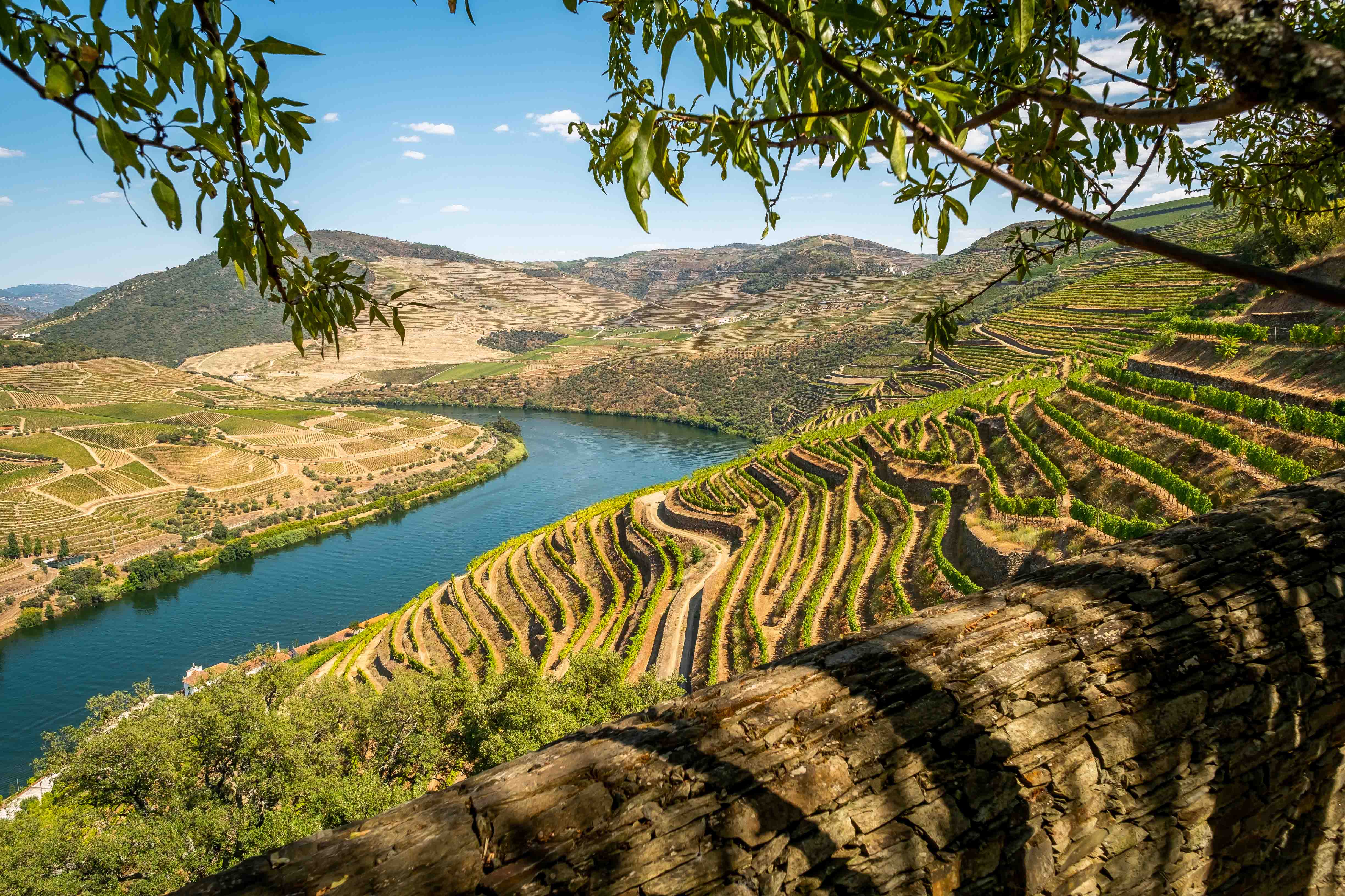 Terraced vineyards along the Douro River in Douro Valley, Portugal.